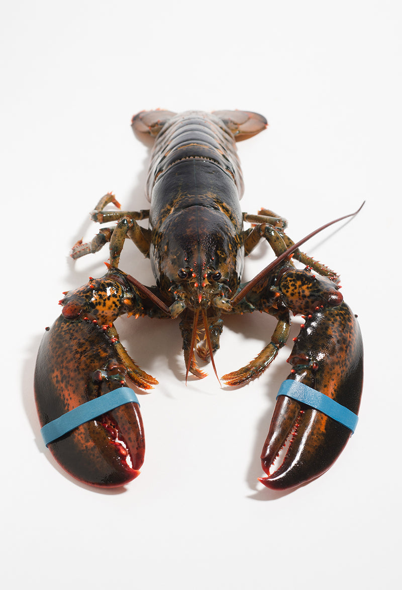 Live Maine Lobster